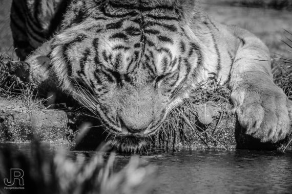 Landgoed Hoenderdaell