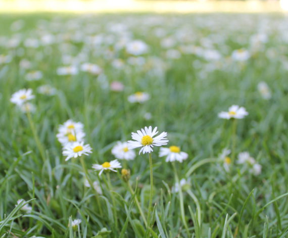 Die helse drang om ergens bij te willen horen