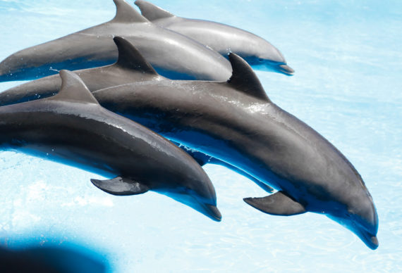 Loro Parque te Tenerife