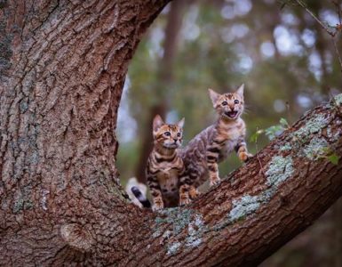 Wie zijn Loki en Freya?